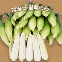 강원도 영월 미백 찰옥수수 30개